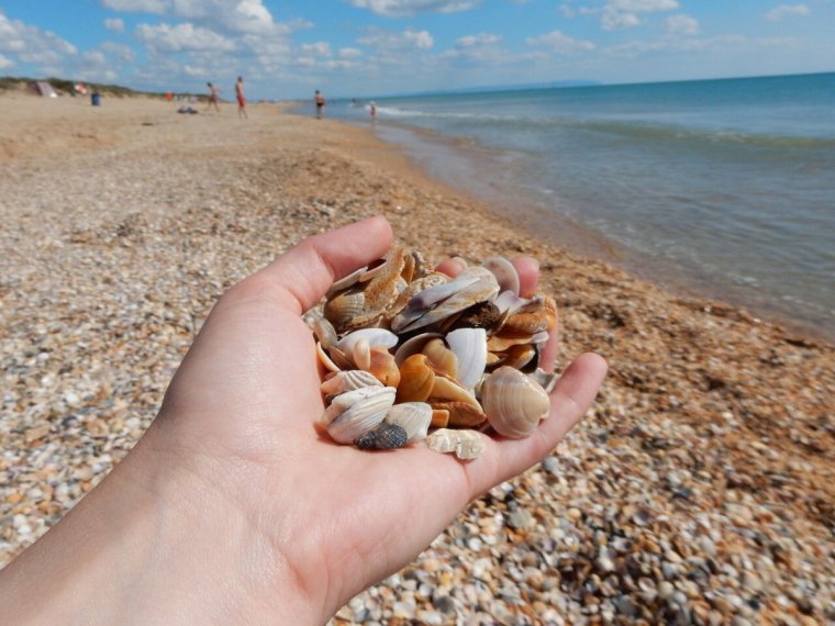 Должанская ракушечный пляж