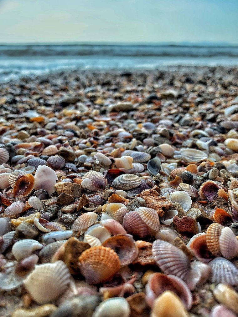 Ракушечный пляж в Адлере