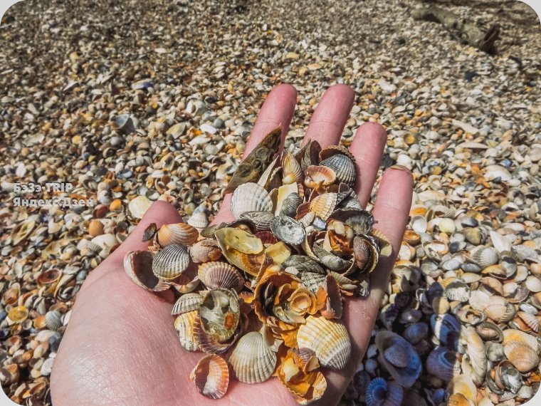 Арабатская стрелка ракушечный пляж