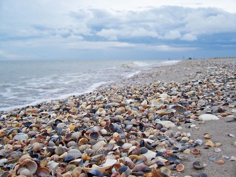 Анапа ракушечный пляж