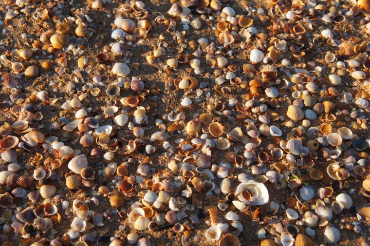 Джубга ракушечный пляж