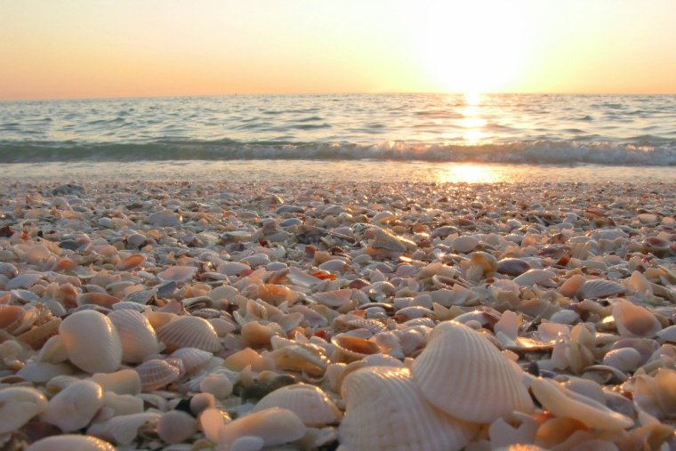 Азовское море ракушечный берег