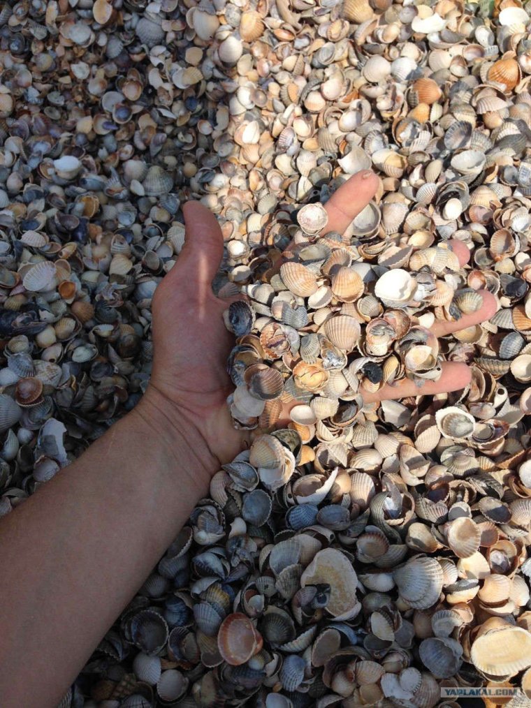 Ракукушечный пляж Адлер