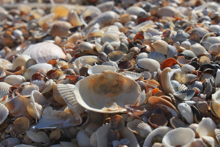 Генеральские пляжи Крым ракушки