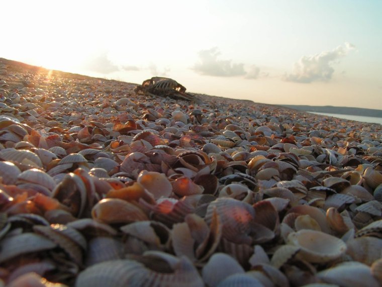 Феодосия ракушечный пляж