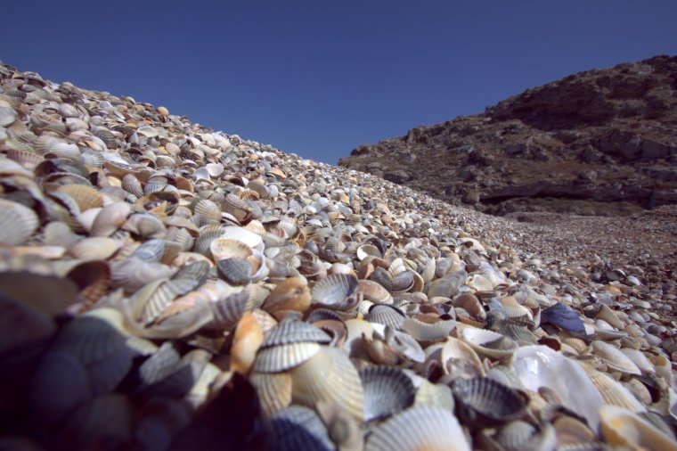 Ракушечные пляжи Тамань