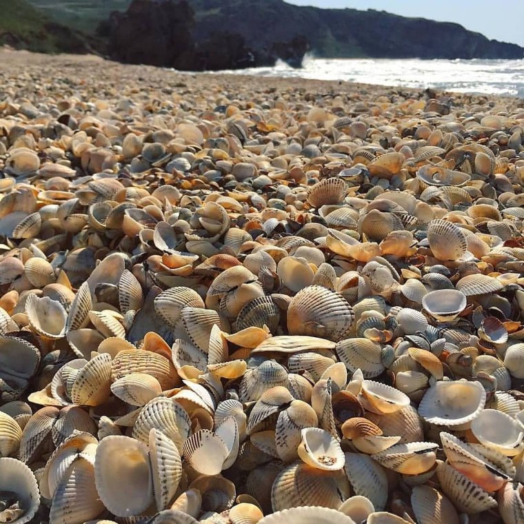 Азовское море ракушечный берег