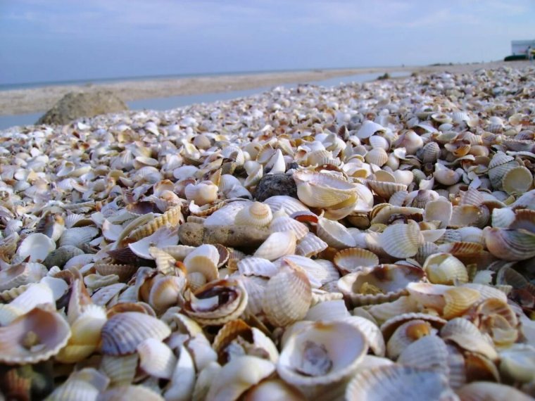 Должанская коса ракушечный берег