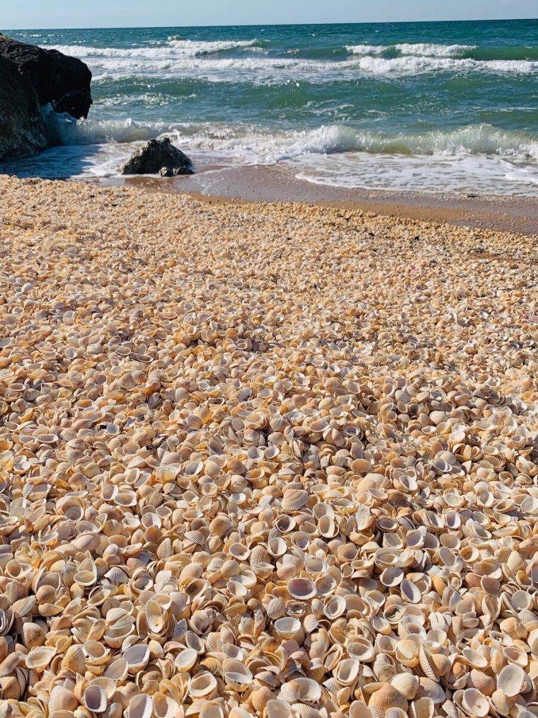 Феодосия пляж с ракушками