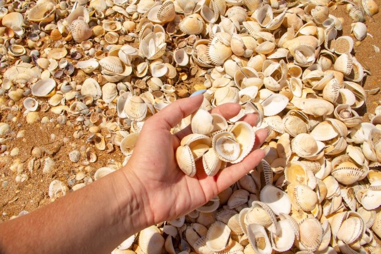 Азовское море ракушечный берег