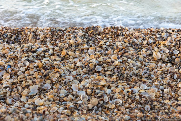 Береговое Крым ракушечный пляж