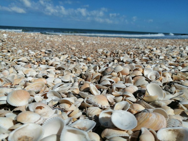 Азовское море ракушечный берег
