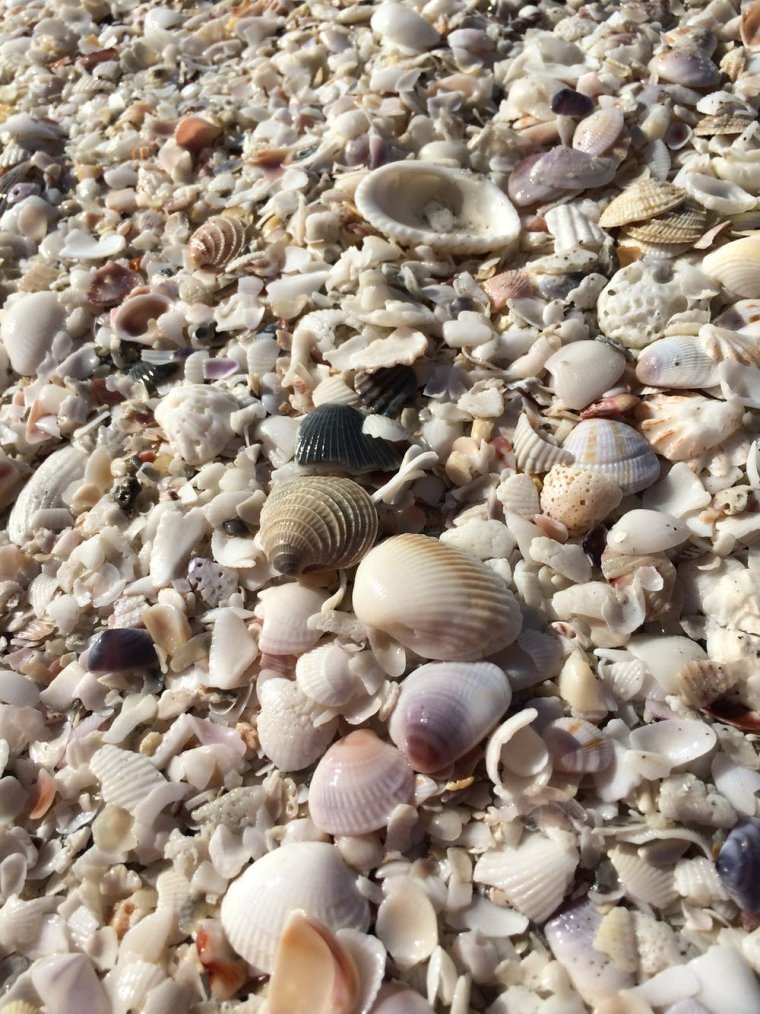 Ракушечный пляж на Азовском море