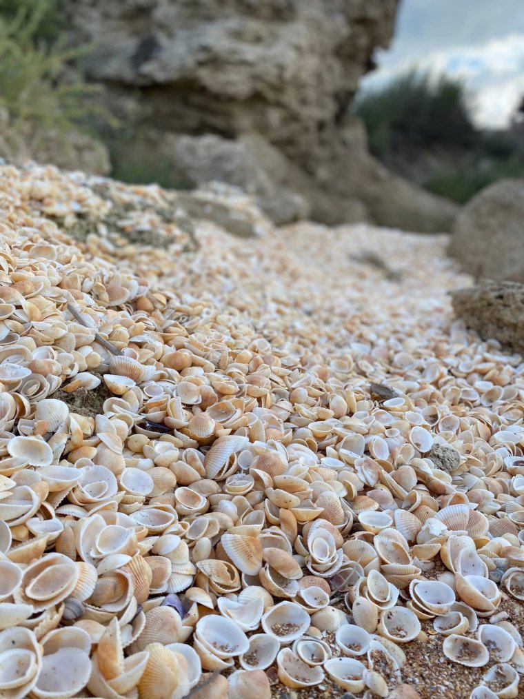 Ракушечный пляж в Керчи