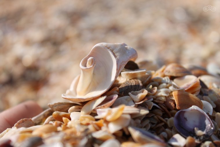 Ракушечный пляж в Крыму