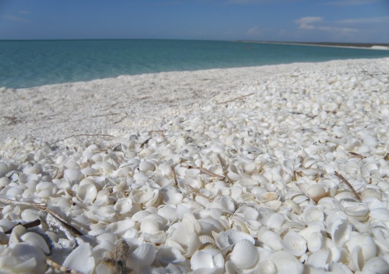 Феодосия ракушечный пляж