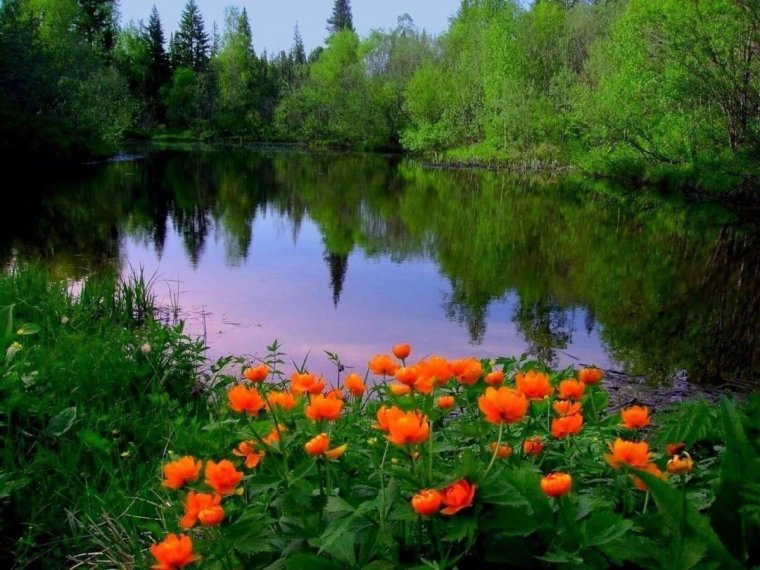 Лето, цветы, лес, река