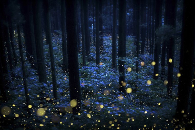 Магический лес