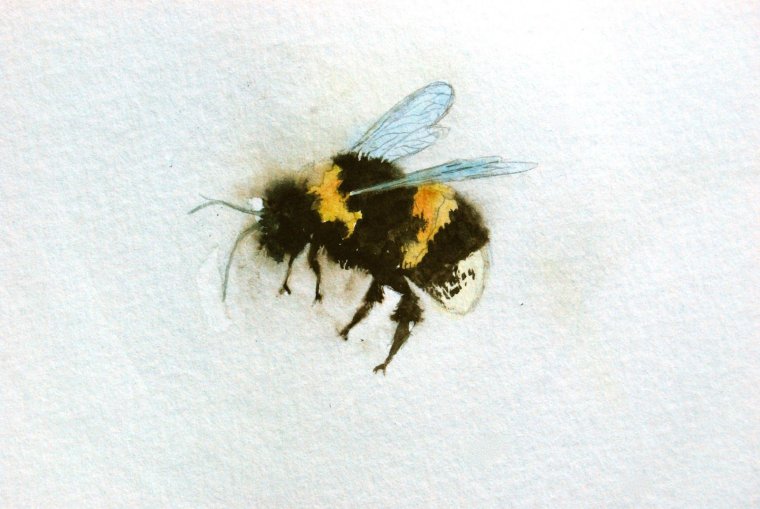 Шершень Yellow Jacket