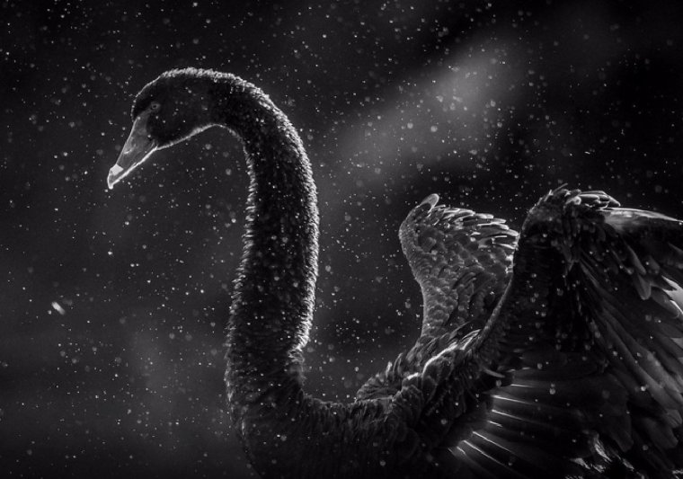 Black Swan Джуди