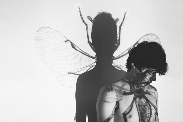 Метаморфозы картинки