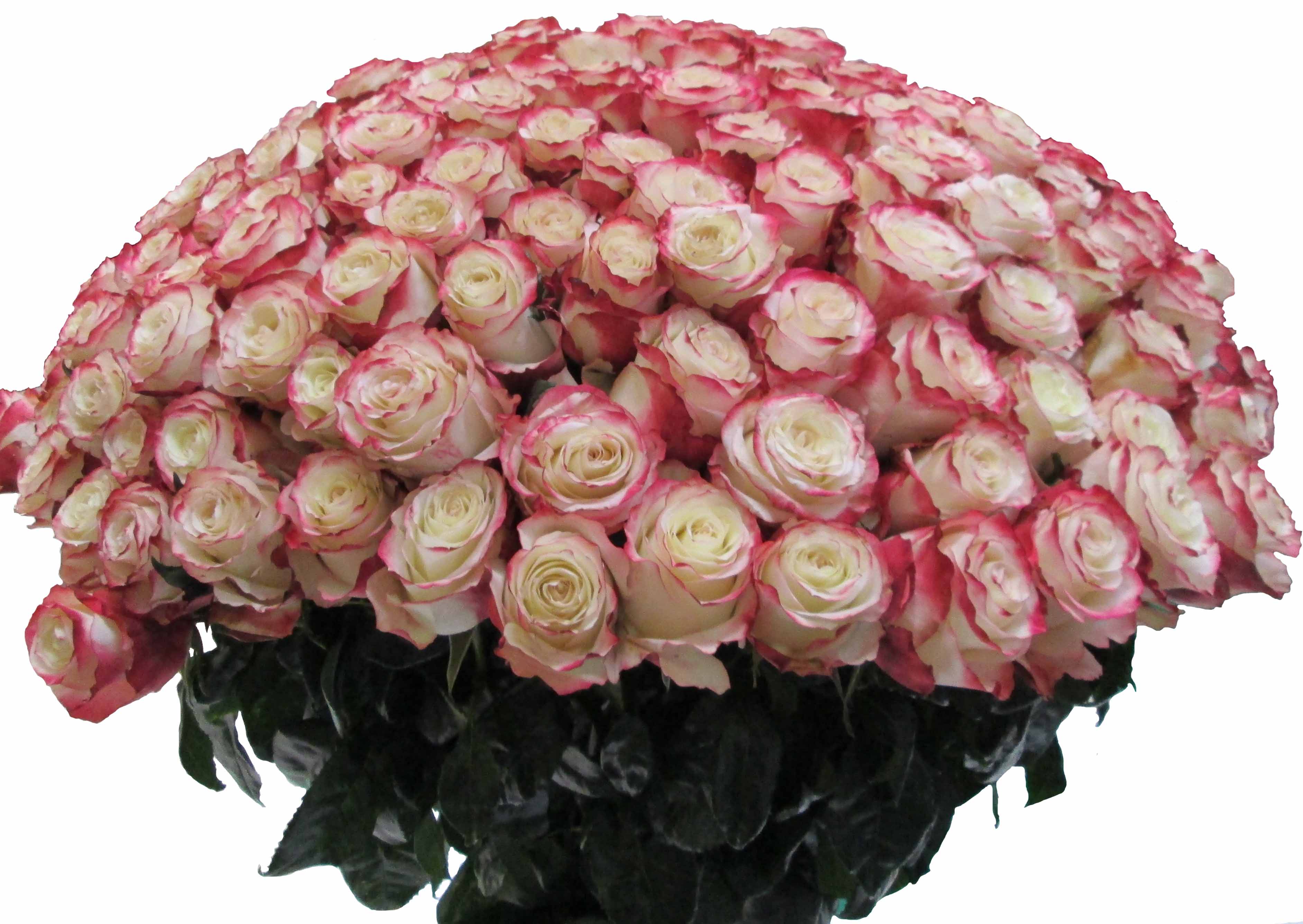Голландские розы букет. Розы Свитнес (sweetness).