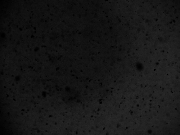 Черный в крапинку