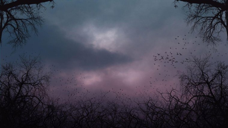 Темный лес кровь