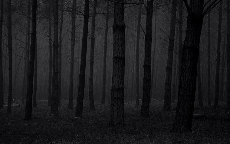 Мрачный лес