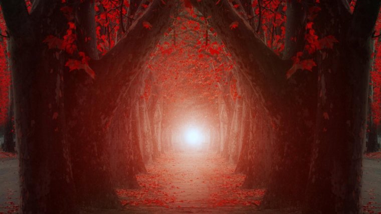 Тёмный туманный лес аниме