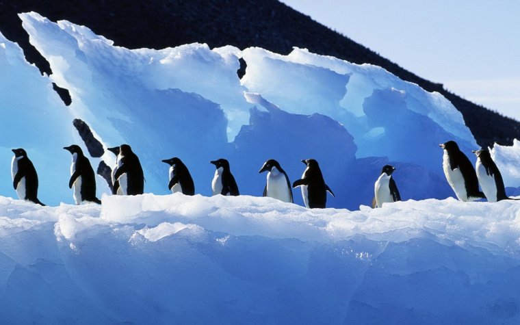 Пингвины в Антарктиде