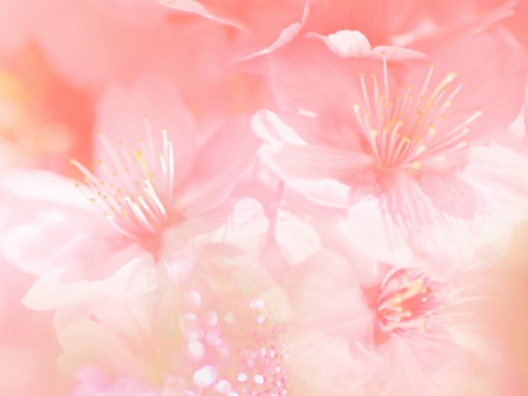 Нежные цвета