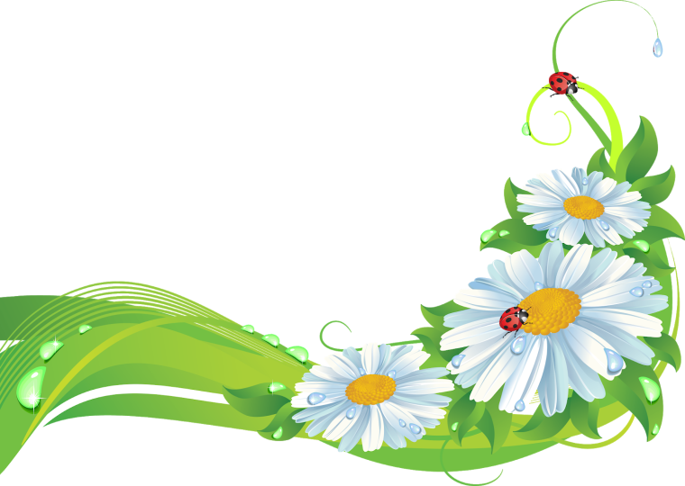 Цветы на белом фоне