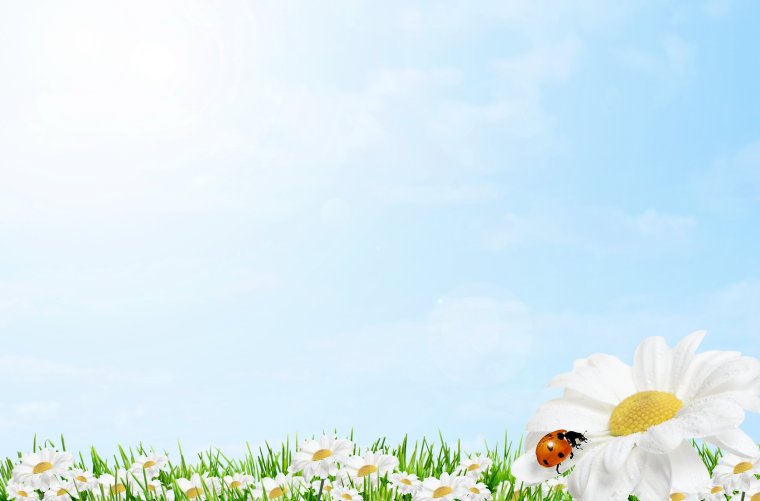 Стенд Ромашка для детского сада