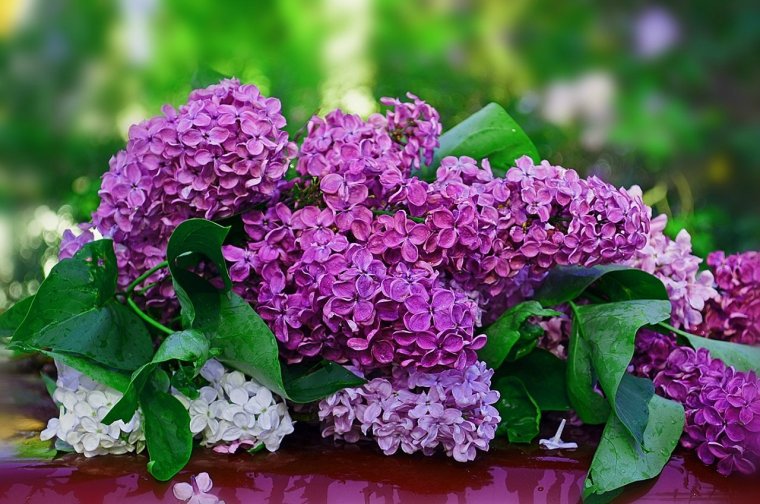 Сирень Мичурин