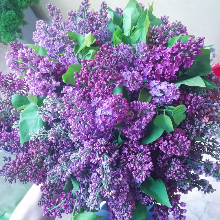 Охапка сирени