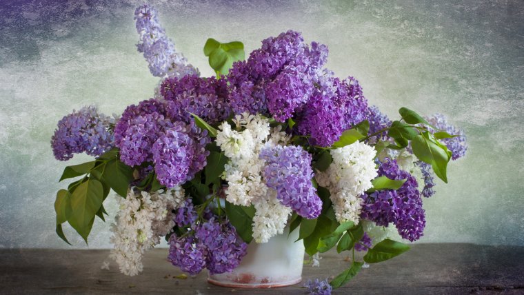 Букет сирени