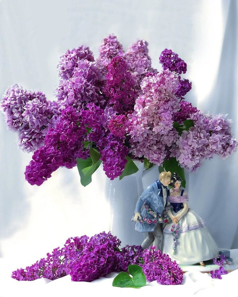 Сирень Катарина хейхмахер