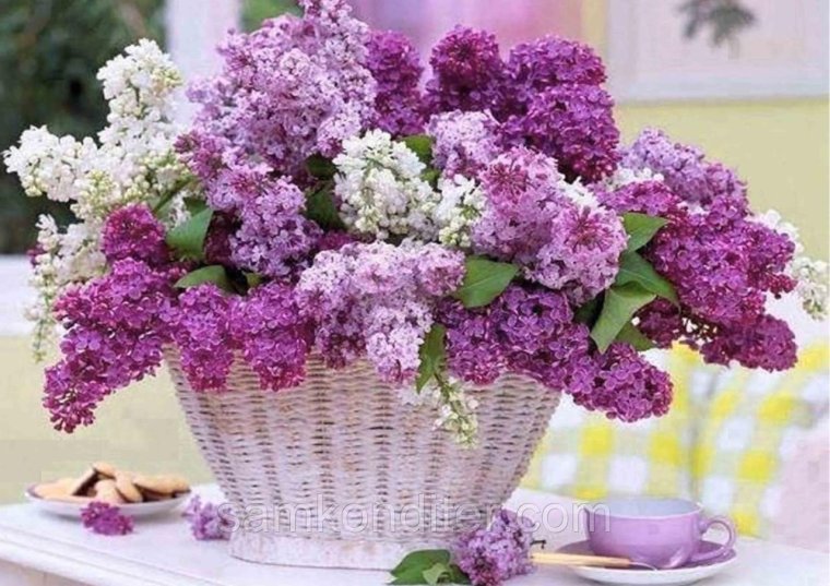 Букет сирени