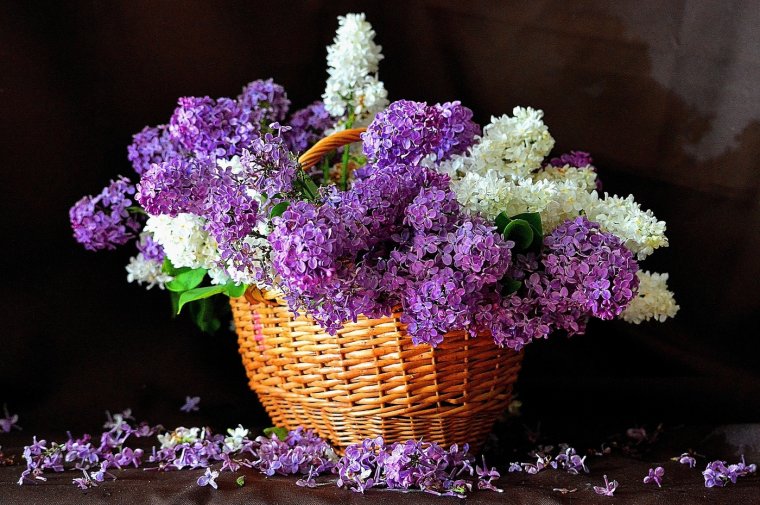 Букет сирени песня