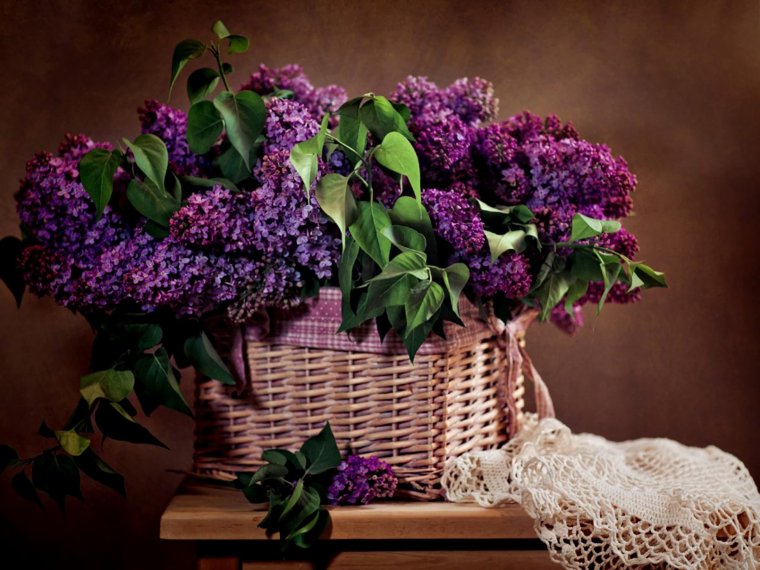 Сирень сиреневая