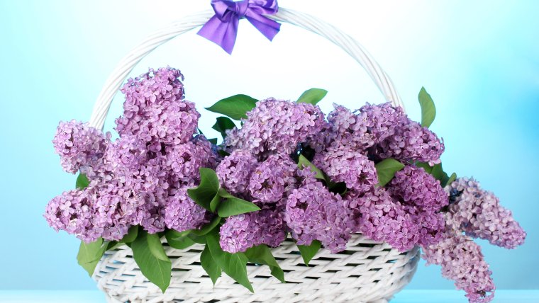 Красивый букет сирени