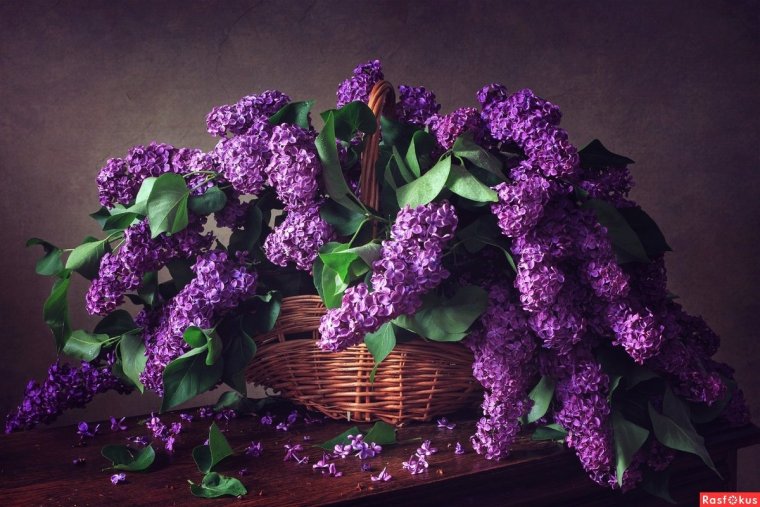 Пышный букет сирени