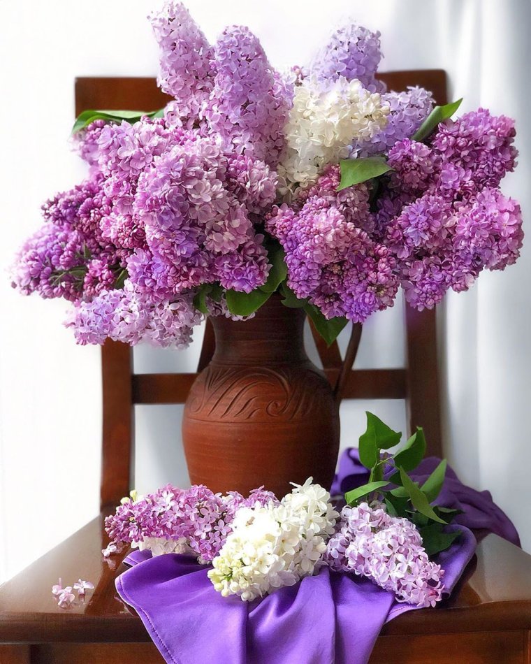 Милетто сирень