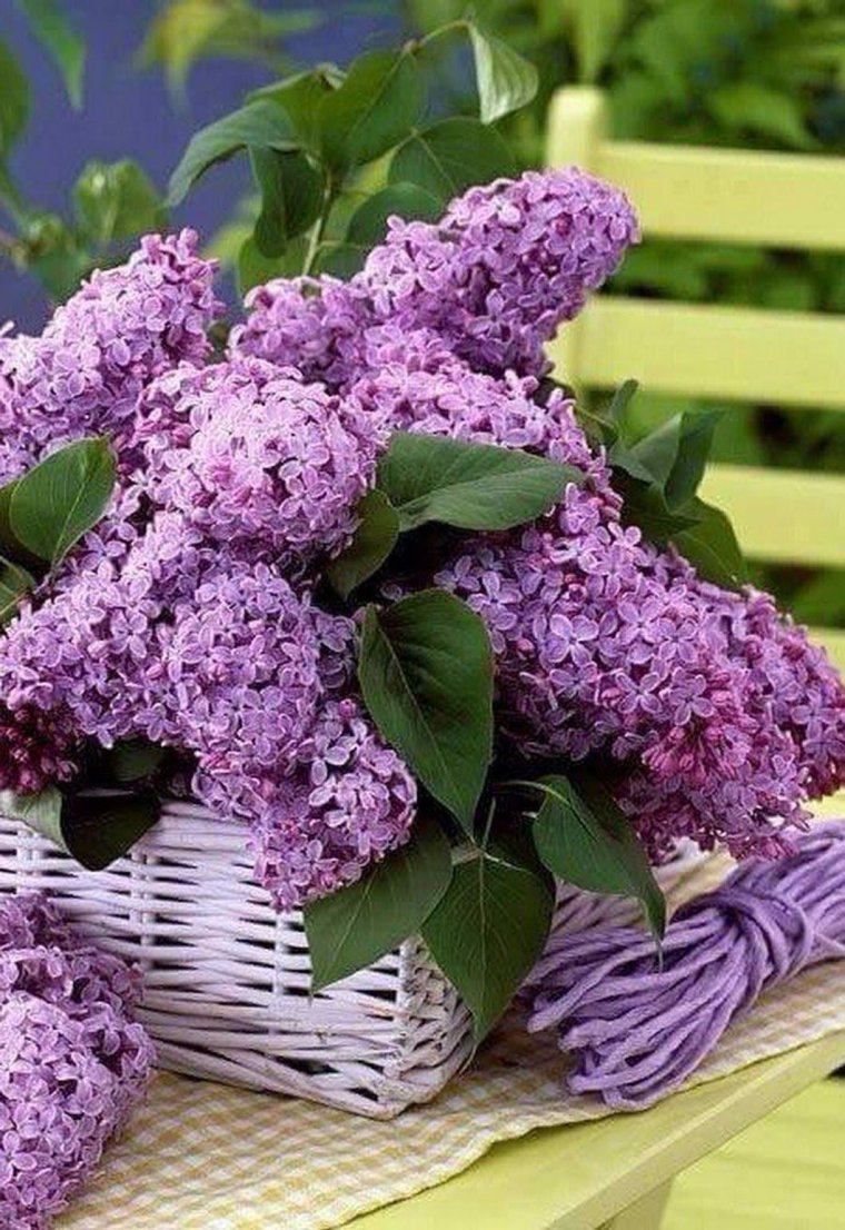 Сирень сиреневая