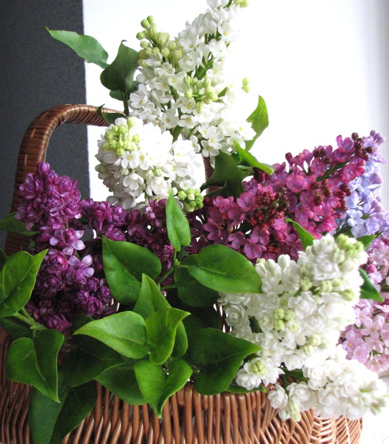 Букет сирени