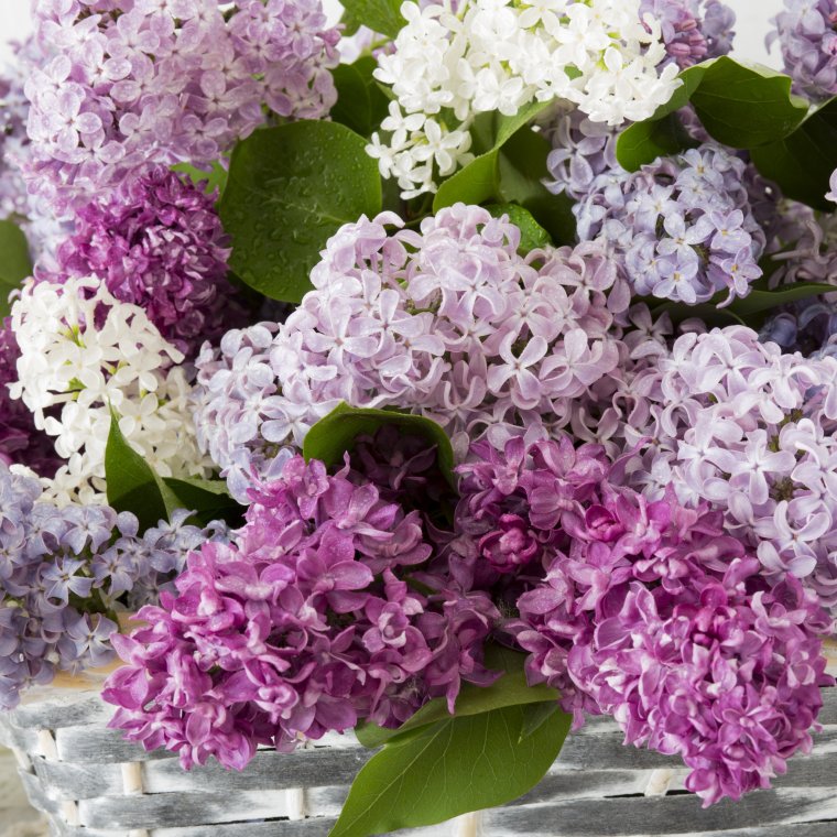 Букет сирени