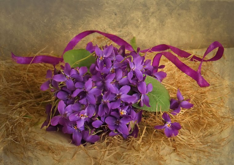 Букет фиалок Ингерманландия