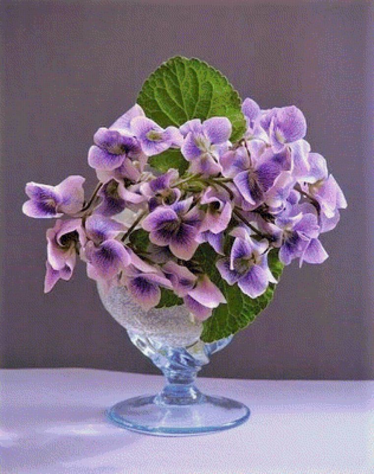 Пармская фиалка цветок