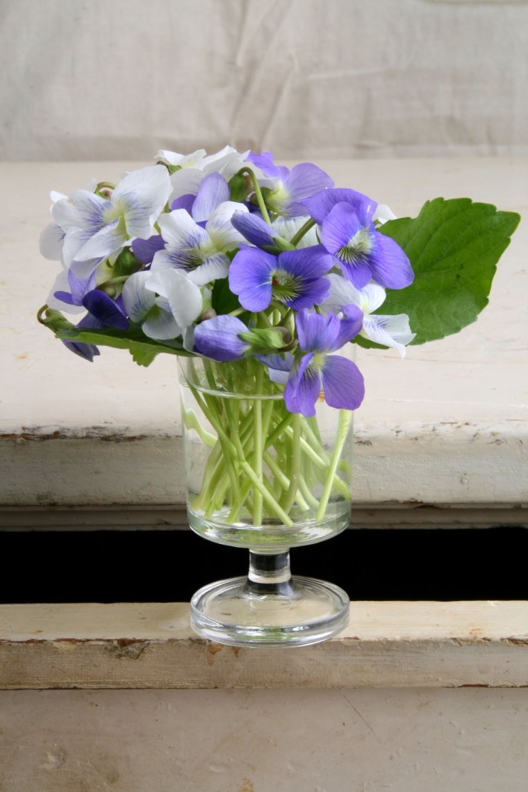 Фиалка Букетная